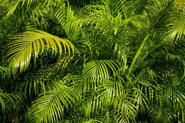 Palmiye yaprakları - tropik bahçe arka planı