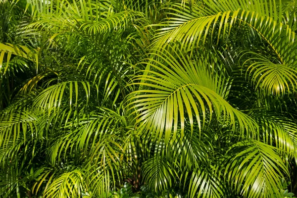 Palmboom Blad Achtergrond Palm Bladeren Bush — Stockfoto