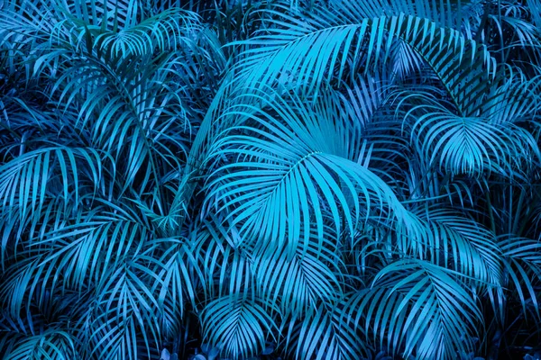 Tropische Backgound Blauw Palmblad Patroon — Stockfoto
