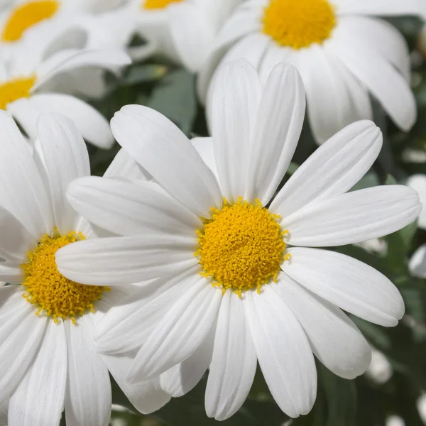 Witte margriet bloemen - madeliefjes macro — Stockfoto