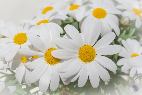 Daisy blommor - prästkragar makro — Stockfoto