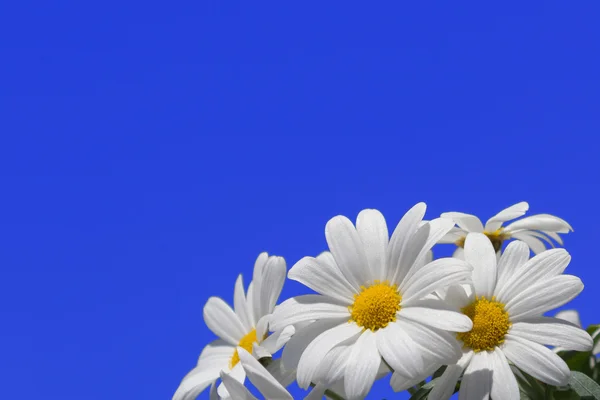 デイジー花青い空 - ヒナギク — ストック写真