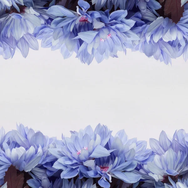 Květy dekorace s prázdný prostor pro text a květinové rám na bílém pozadí — Stock fotografie