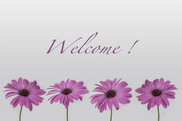 Добро пожаловать! - текст с цветочным оформлением, изолированные цветы на белом фоне — стоковое фото