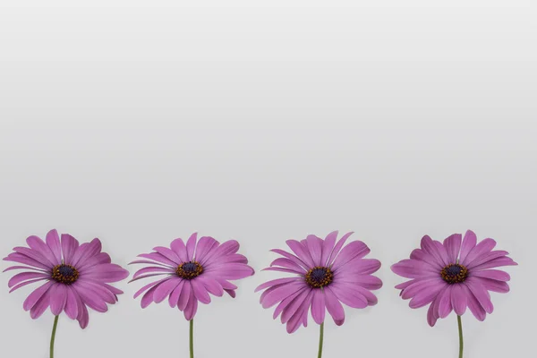 -花の装飾の白い背景で隔離の花 — ストック写真