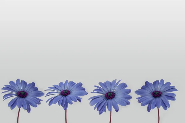 -花の装飾の白い背景で隔離の花 — ストック写真