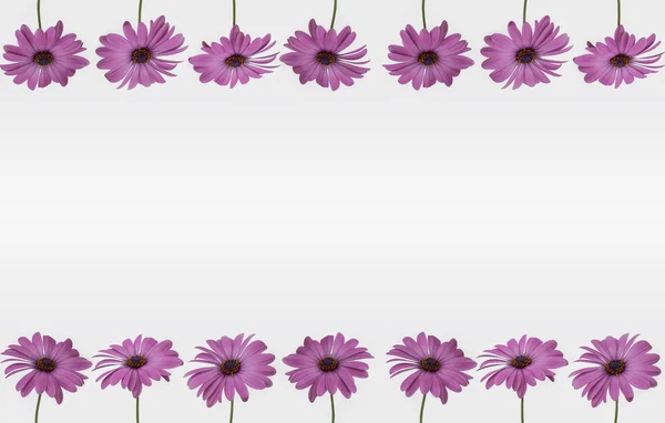 Marco de flores con espacio vacío - decoración de flores —  Fotos de Stock