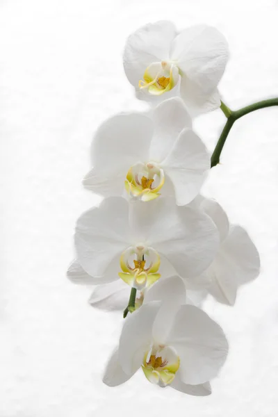 Flor branca da orquídea no fundo branco — Fotografia de Stock