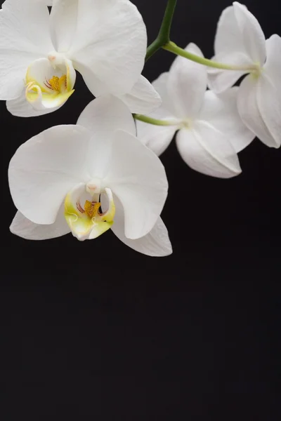 Witte orchideebloem zwarte achtergrond — Stockfoto