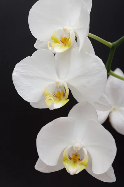 Flor de orquídea branca fundo preto — Fotografia de Stock