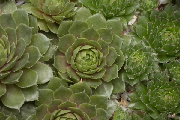 Miniatyr saftiga växter på nära håll - kaktus samling — Stockfoto