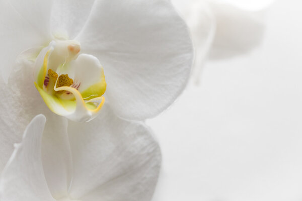 Цветок белой орхидеи на белом фоне
