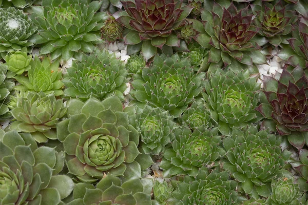 Miniature succulent plants close up — Stock Photo, Image