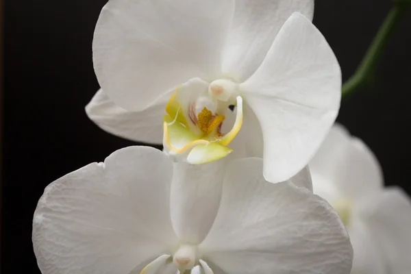 Weiße Orchidee Blume schwarzer Hintergrund — Stockfoto