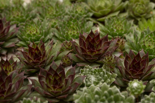 Miniature succulent plants close up — Stock Photo, Image