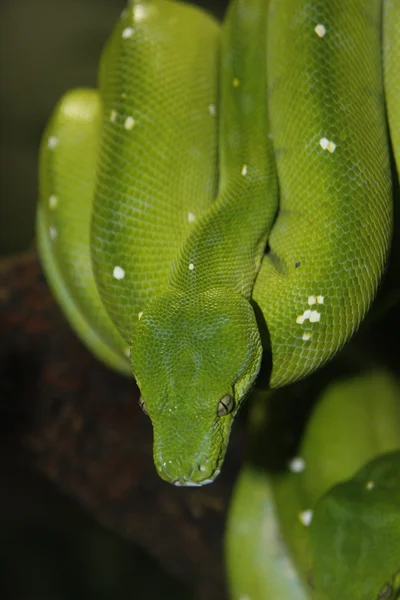 Green snake, green python — Stock Photo, Image