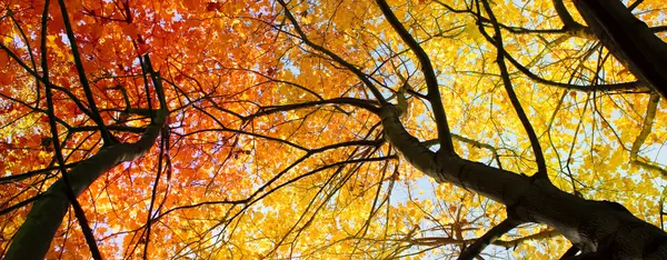 Őszi háttér - piros levelek fák — Stock Fotó