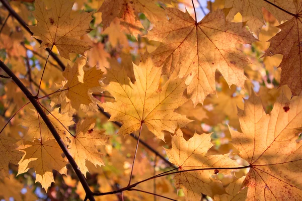 Herbst Hintergrund - rote Blätter — Stockfoto