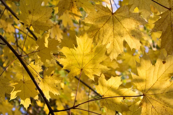 Herbst Hintergrund - gelbe Blätter — Stockfoto