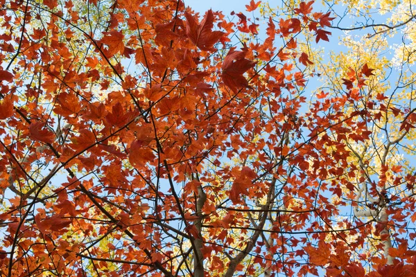 Rote Blätter, goldene Blätter - Herbstwald, Herbst — Stockfoto