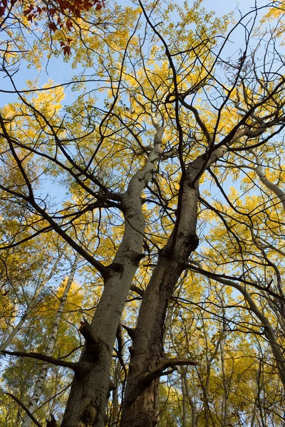 Bäume mit gelben Blättern fallen Landschaft — Stockfoto