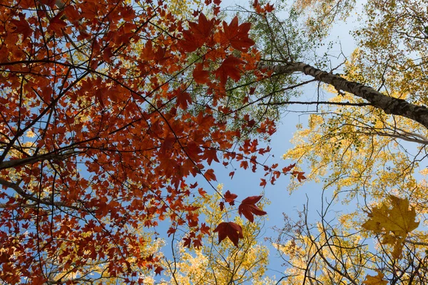 Rote Blätter, goldene Blätter - Herbstwald, Herbst — Stockfoto