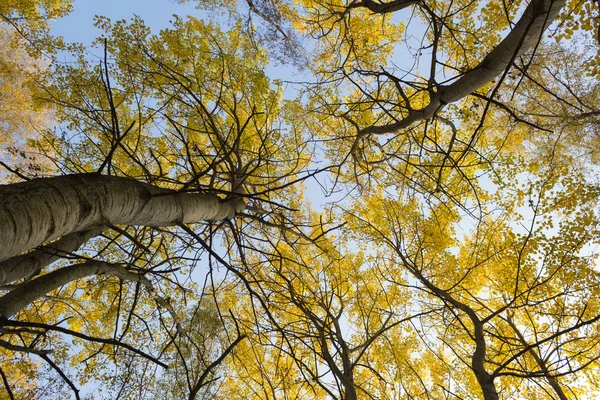 Gelbe Blätter an Bäumen im Wald, Herbstlandschaft — Stockfoto