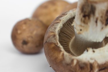 taze mantar closeup - champignon makro