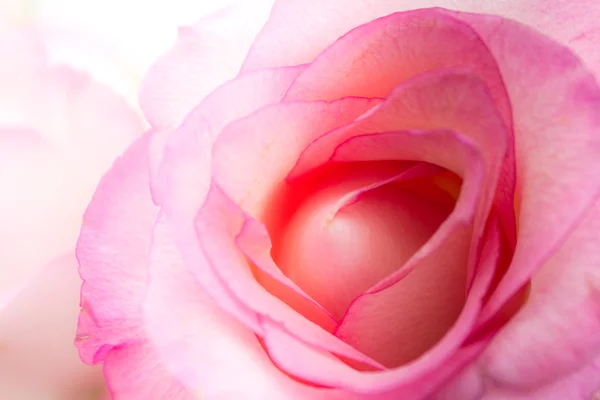 Rosa rosa close-up - flor / pétala macro — Fotografia de Stock
