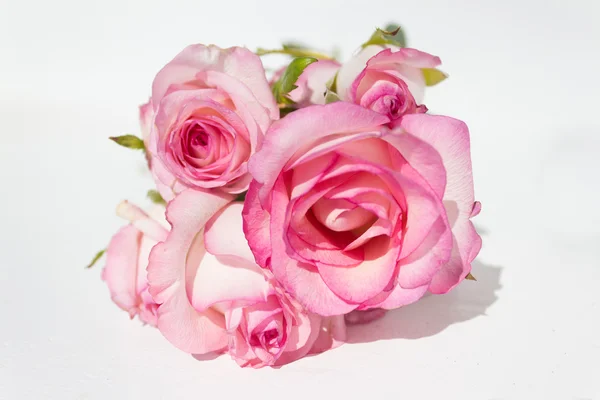 白地にピンクのバラをバンドルします。 — ストック写真