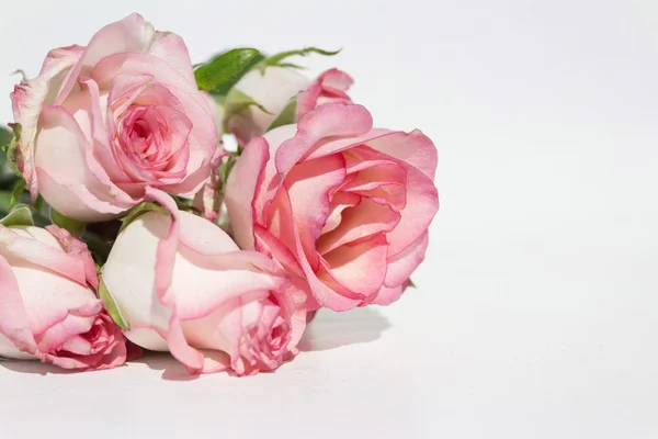 白地にピンクのバラは花束 — ストック写真