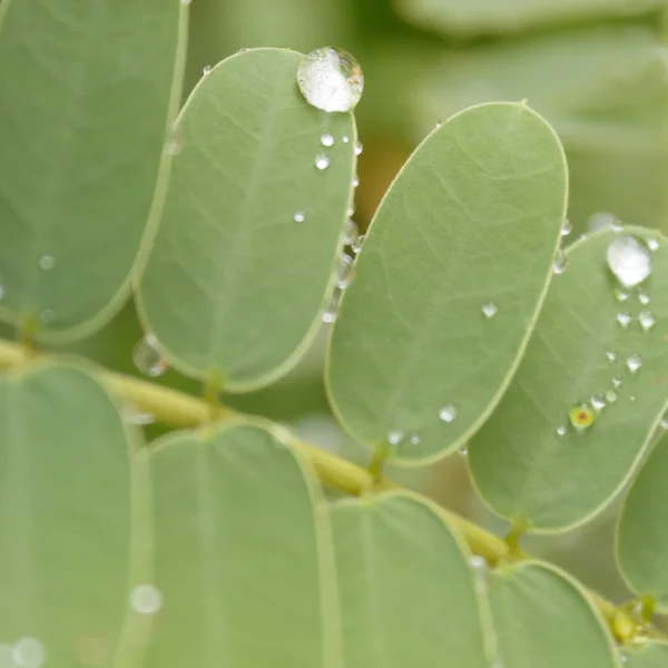 Dauw druppels op plant - waterdruppels op blad — Stockfoto