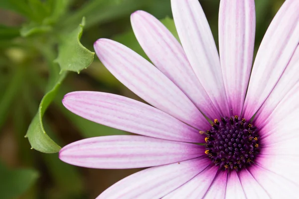 Witte bloem, bloesem paars daisy - bloem dicht — Stockfoto