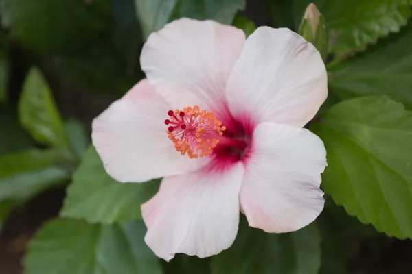 Fiore di ibisco macro, fiore di ibisco primo piano — Foto Stock