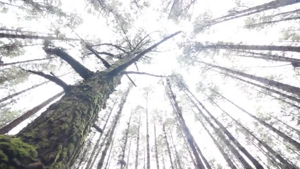 Árboles en movimiento en el bosque - vista de la copa de los árboles — Vídeos de Stock