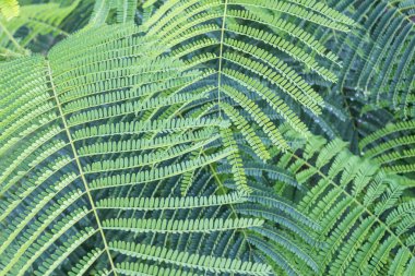 ağaç yaprak portre 