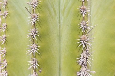  kaktüs closeup - doğa maccro, bitki arka plan