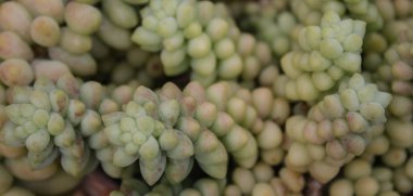 etli çiçek makro - etli bitki portre