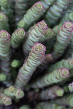 etli çiçek makro - etli bitki portre