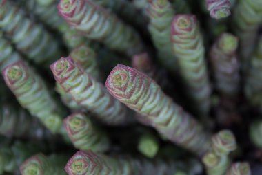 etli çiçek makro - etli bitki portre