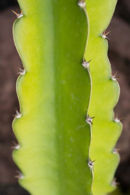 Kaktüs bitki detay - yeşil kaktüs makro