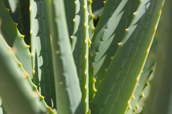 Cactus closeup -  green agave macro — Stock Photo, Image