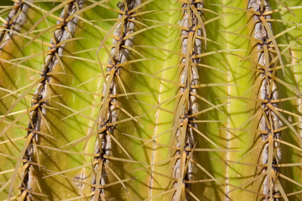 Cactus plant closeup, mother in law`s cushion — Stock Photo, Image