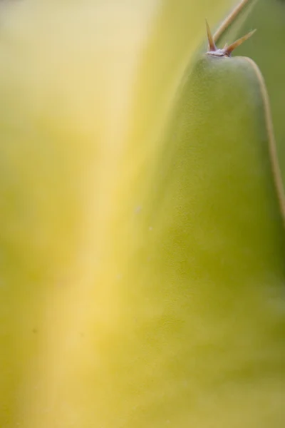 Natuur Closeup - cactus macro, thorn — Stockfoto