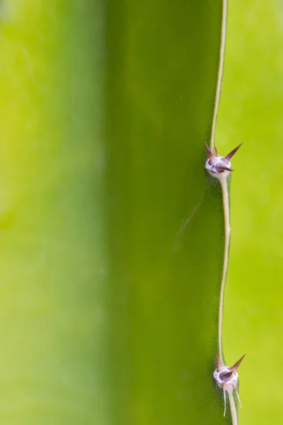 Kaktusdorn Nahaufnahme - Natur Makro — Stockfoto