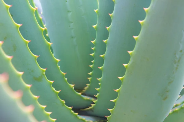 Aloe cactus macro - Aloe  plant closeup / details — Stock Photo, Image