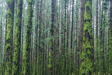 moss ile büyümüş orman içinde çok ağaç 