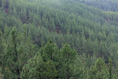iğne yapraklı ağaç orman yukarıdan
