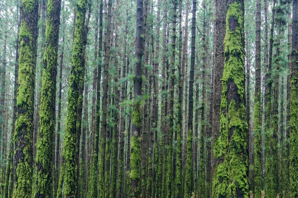 Moss ile büyümüş orman içinde çok ağaç — Stok fotoğraf