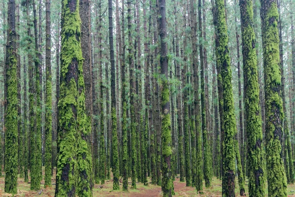 Moss ile büyümüş orman içinde çok ağaç — Stok fotoğraf
